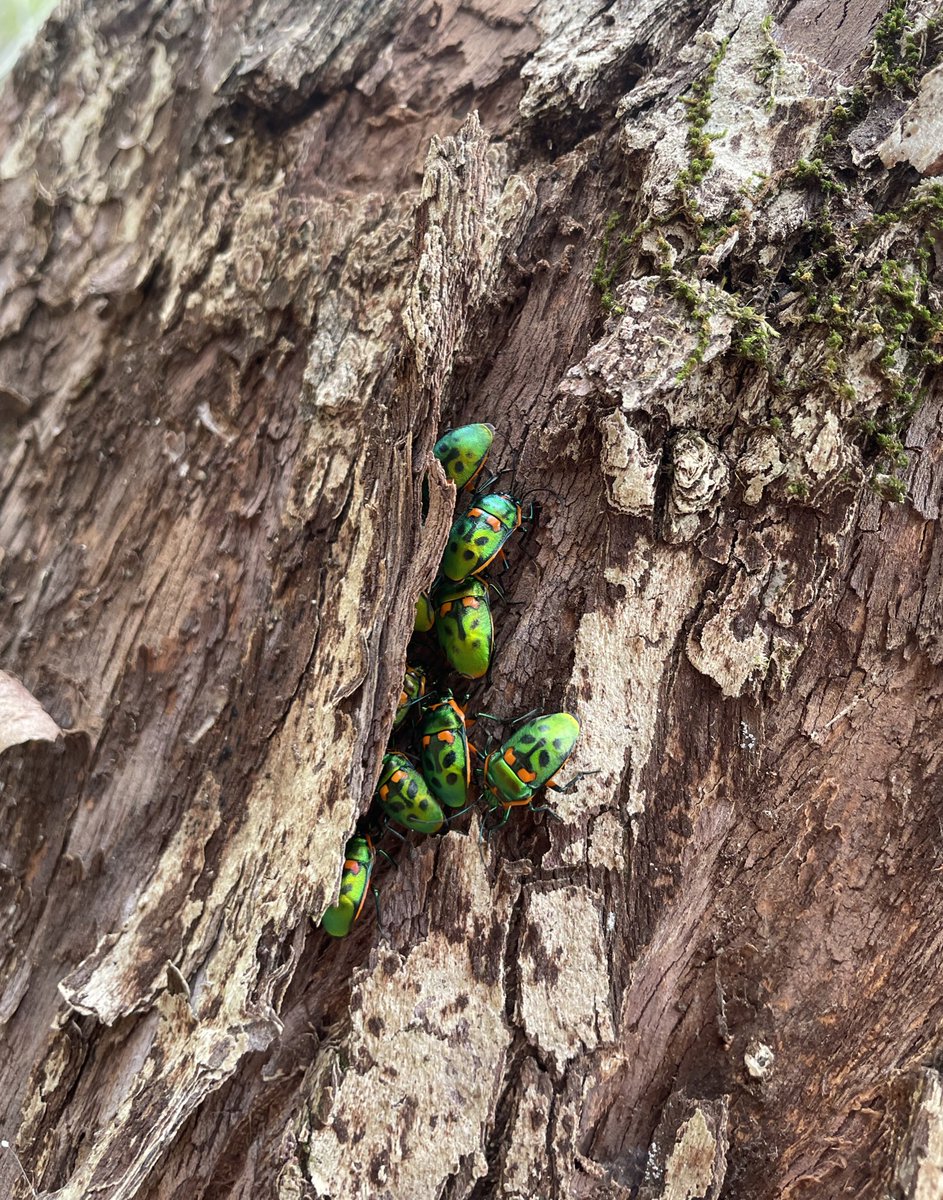 BackyardBiome's tweet image. Spotted a group of friends hanging out in my local Arboretum 😊