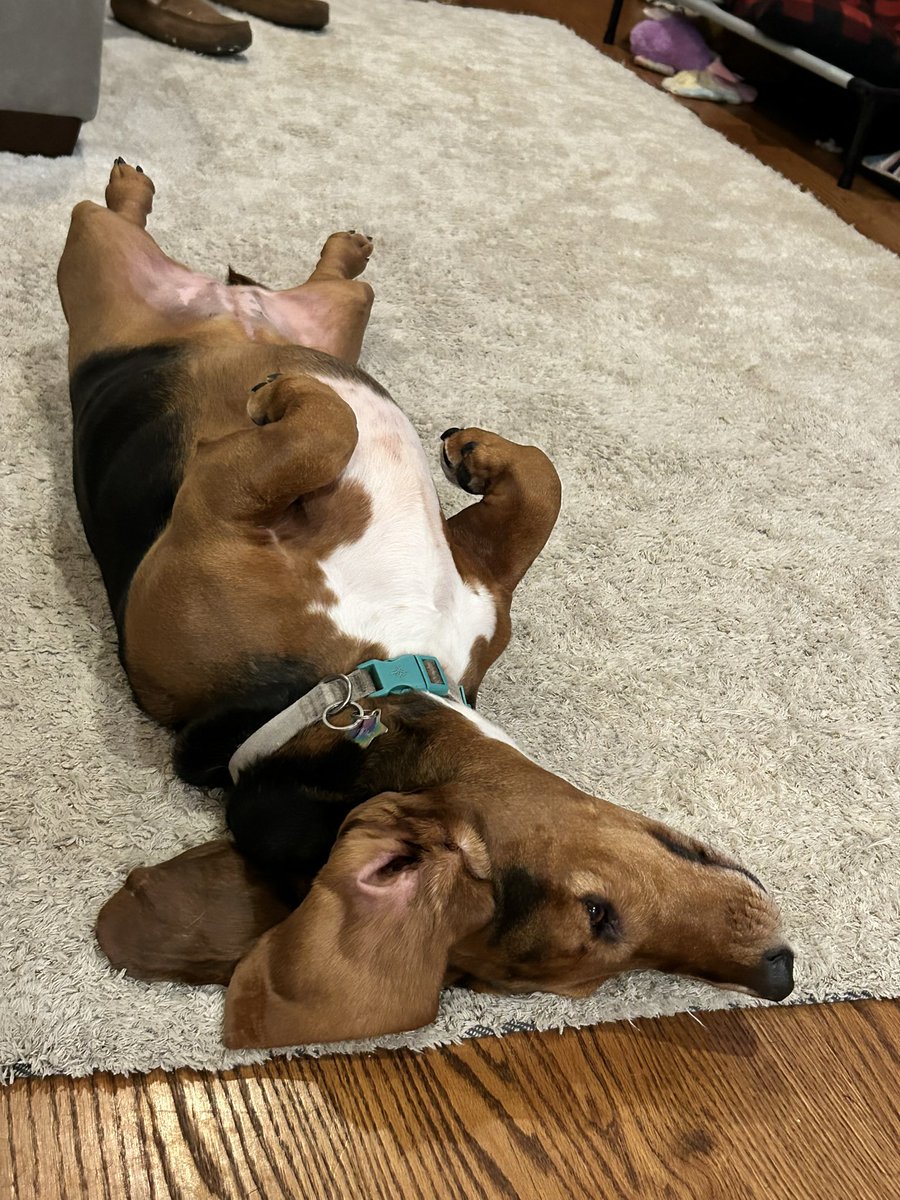 Finally joined the club of bassets eating inanimate objects, ate an entire sock in one piece #NoRegrets #BassetsAreWeird