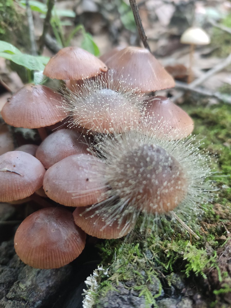 Fungi_Cosas tweet media