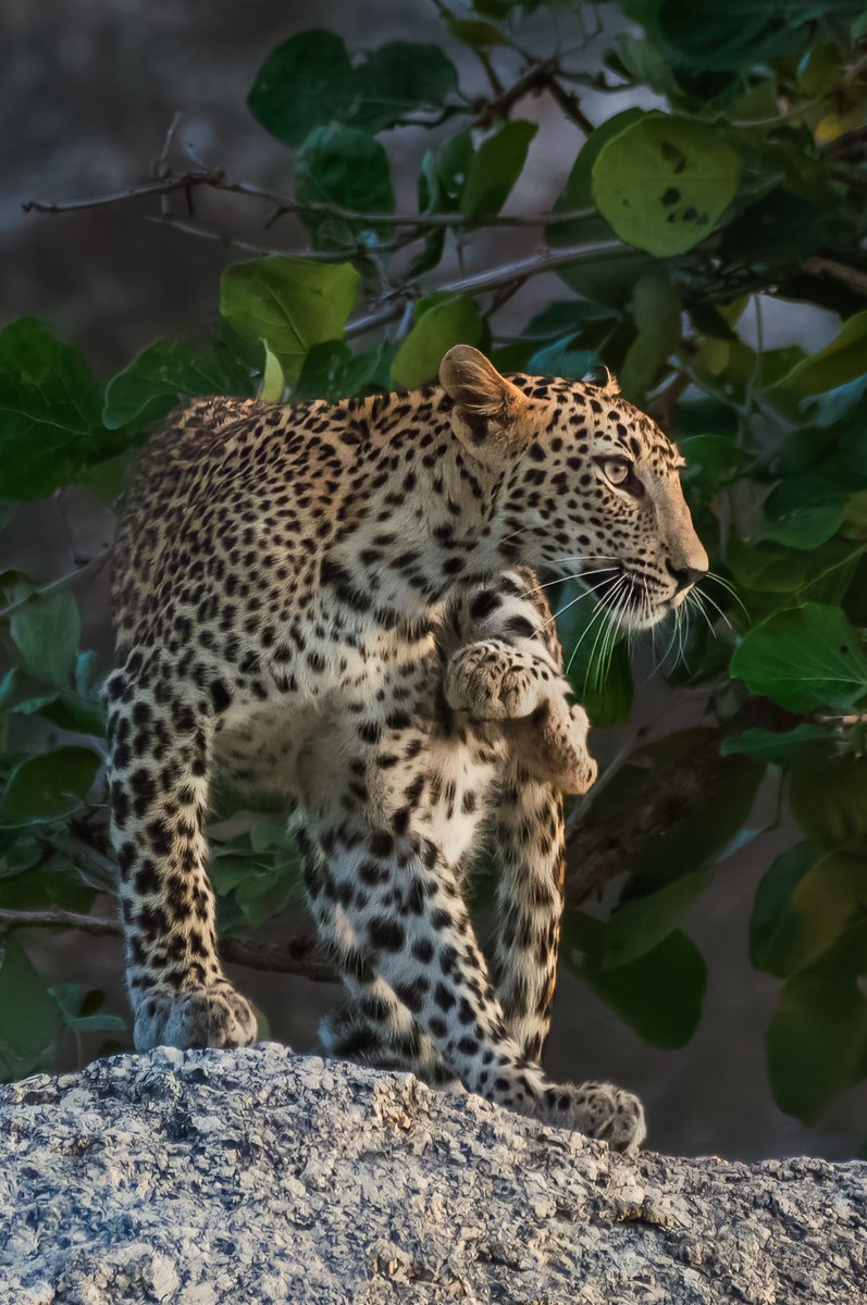 A Salute to the Sun during the Sunset | Indian Leopard | Jawai | India
#wildlifeislife #animalconservation #leopardsinthewild #jawai #indianleopard #indianwildography #leopard #leopards #wildlifepage #goldenhour #earthpix #india