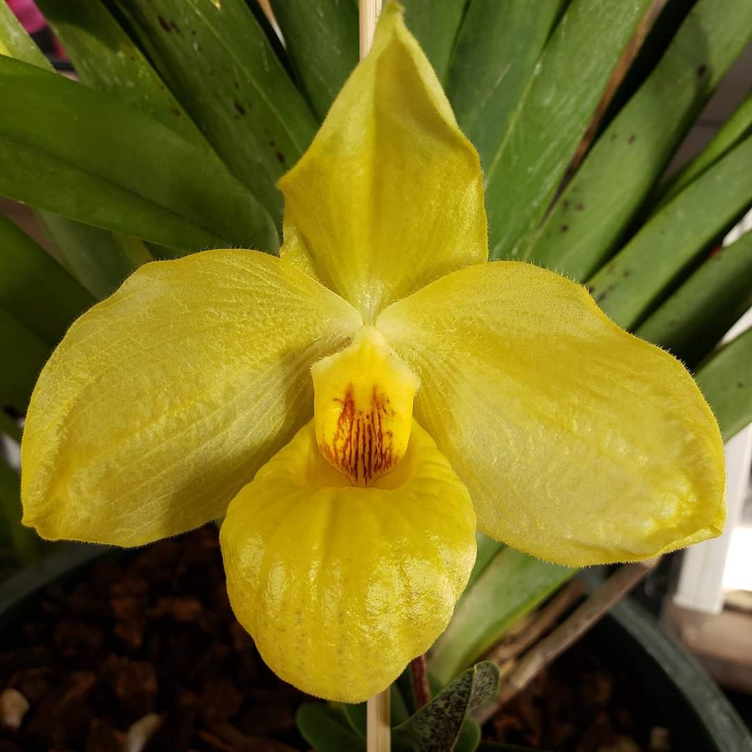 A little sunshine on this cold winter day! Paphiopedilum Golden Palace (Memoria Larry Heuer x armeniacum) #orchid #flower #nogreenhouse needed to #bloom this beauty.