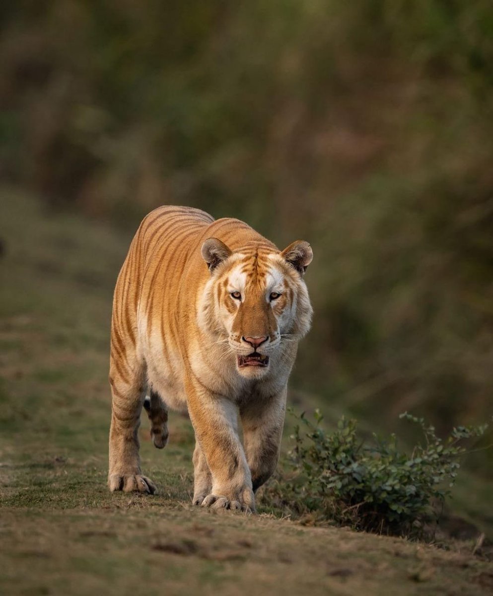 ANI's tweet photo. Assam CM Himanta Biswa Sarma shares a picture of a rare golden tiger recently spotted in Kaziranga National Park https://t.co/lcWCHZrImV