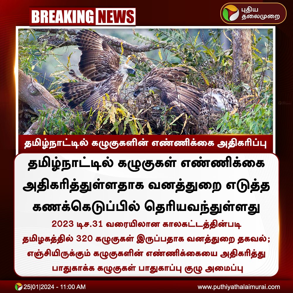 #BREAKING | தமிழ்நாட்டில் கழுகுகளின் எண்ணிக்கை அதிகரிப்பு: வனத்துறை

#Eagle | #TNForest | #SaveEagle | #Eagles