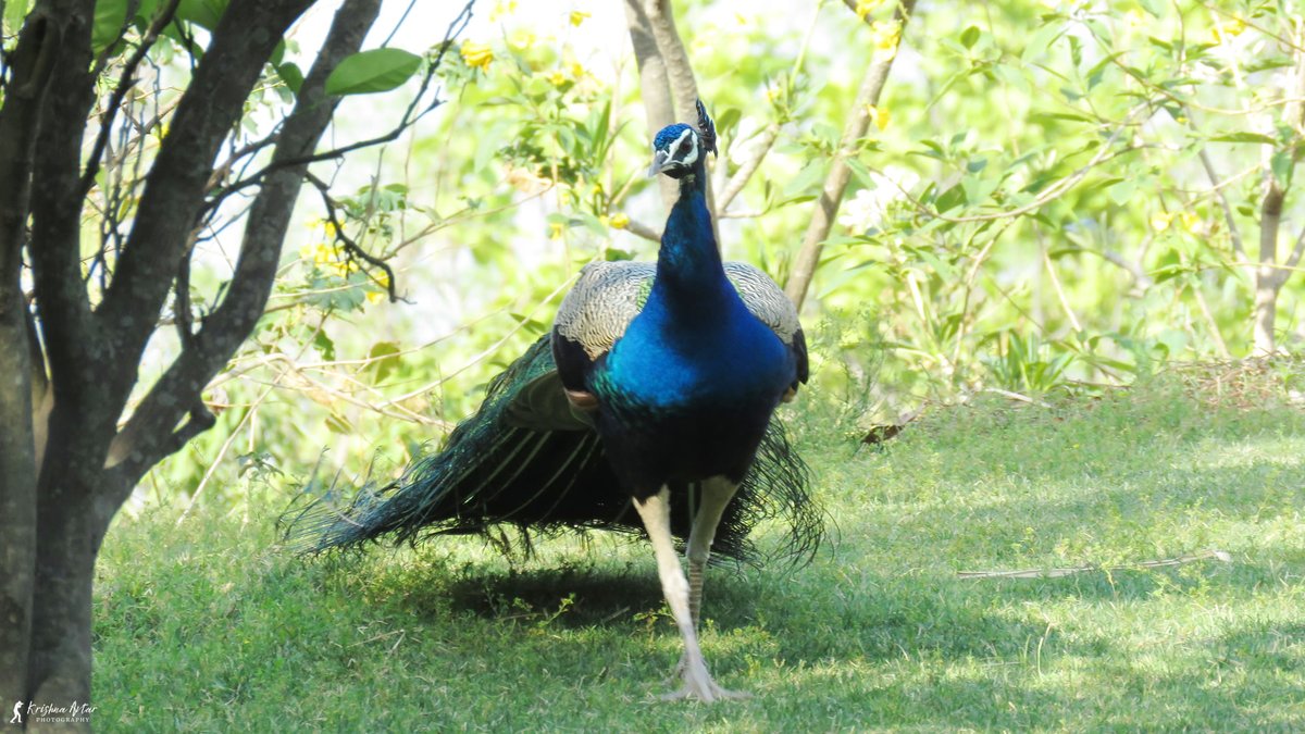 birdingindia's tweet photo. 🦚✨ Behold the majestic Peacock! A living kaleidoscope of iridescent hues. Nature's masterpiece in feathers, the Peacock symbolizes beauty, pride, and the vibrant palette of our natural world. 🌈🌿 #PeacockBeauty #NatureElegance 🦚🌟
https://t.co/kbk3aDUnLR https://t.co/bLYn0phdUZ