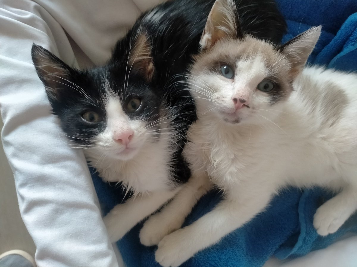 #Adopcio Conjunta per Lilo i Edo. Són dos petits de 3 mesets. Busquen #adopcioresponsable Estan a #Balaguer #XarxaCatalunyaAdopcions #XarxaBarcelonaAdopcions #FemXarxa contacte per WhatsApp al ☎️ 646689901