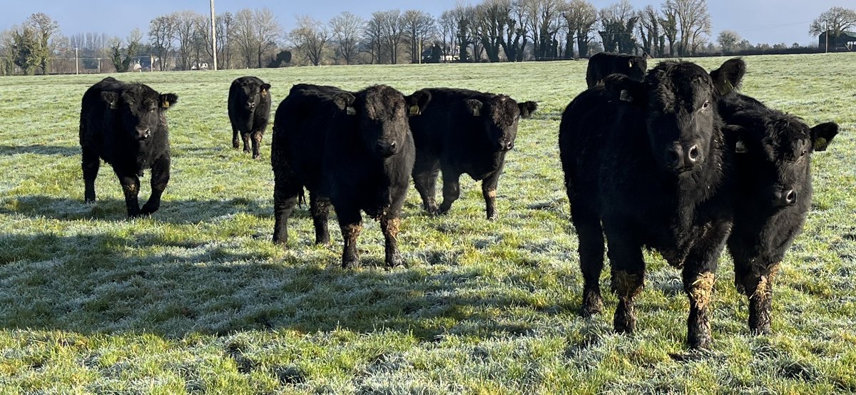🥩🇮🇪 ⭐️Lemonfield Angus Bulls enjoying the -6 frosty morning. Some of this group will be offered for sale this Spring. They are between 10 & 12 months old. All well above Angus average for carcass & growth rates and well below averages for calving difficulty.
