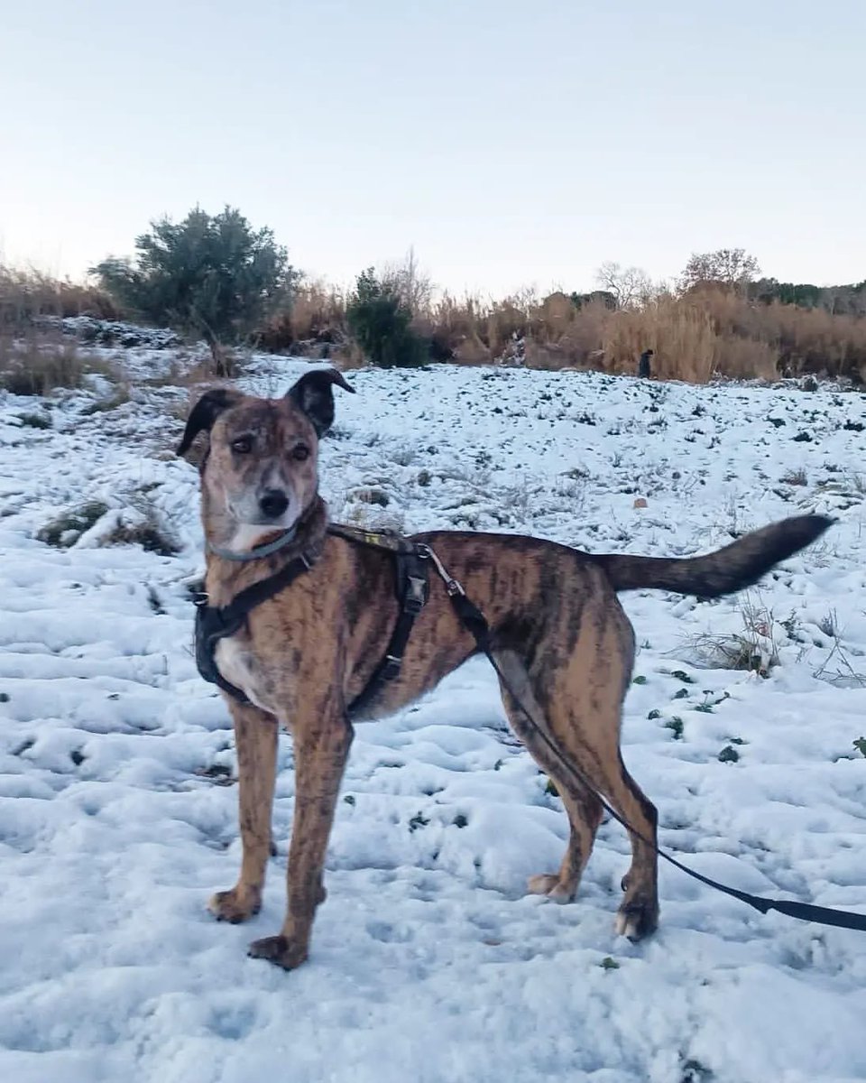 PATICASTAUSTE1's tweet photo. ⭐ THAIS EN ADOPCIÓN ⭐

Thais también disfrutó de la nieve, ¡le encanta!
Es una perra muy juguetona y cariñosa, ¿quieres conocerla?

✔️ Hembra
✔️ Mestiza
✔️ 8 años
✔️ 17 kg, tamaño mediano
✔️ Vacunada, desparasitada, negativa, esterilizada.
➡️ Se entregará con contrato. https://t.co/YGDriHjqdG