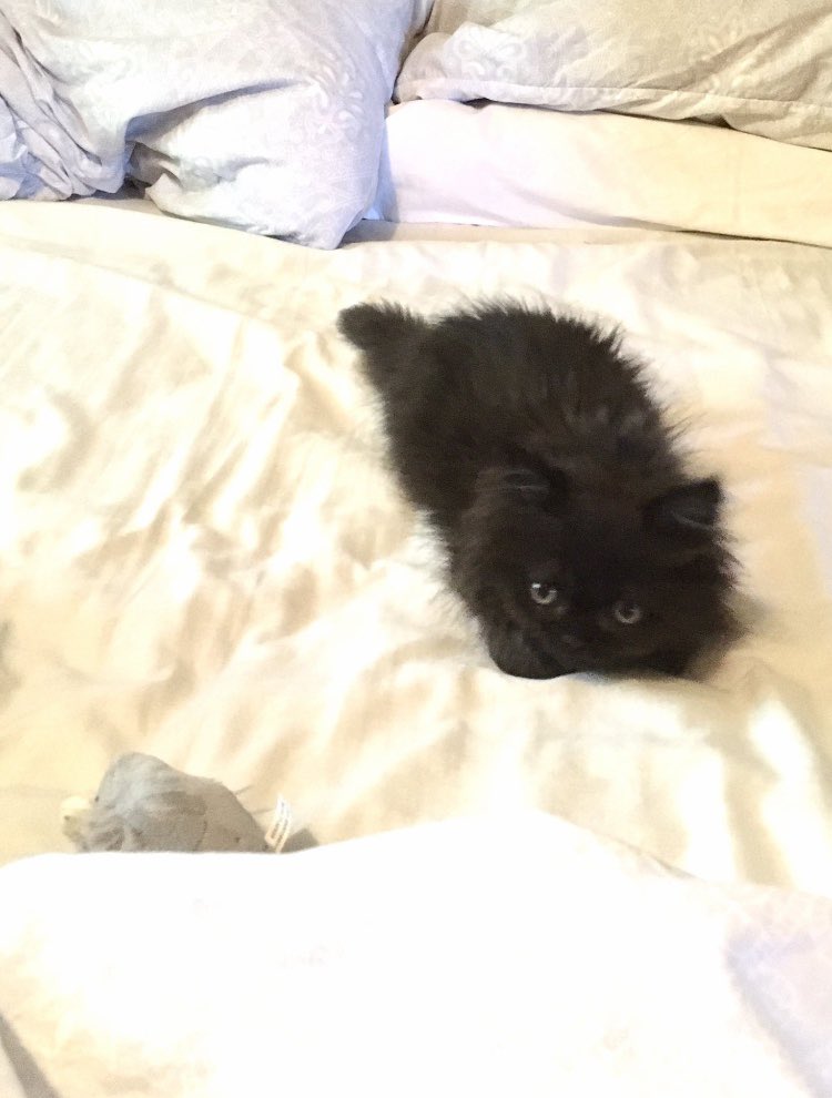 Doris McFloofle tweet media