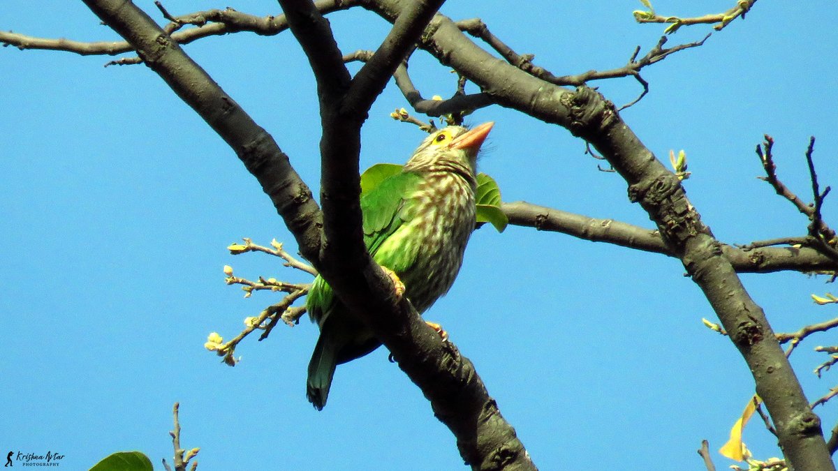 birdingindia's tweet photo. 🌈🐦 Lineated Barbet! 🎨✨ Adorned with vibrant colors and distinctive lines, this feathered artist paints the treetops with beauty. Found in Uttarakhand, it's a living testament to nature's creativity.🌳🎶 #LineatedBarbet #NaturePalette 🌈🕊️
https://t.co/tAD1WzSevL https://t.co/4QrLP87bwl