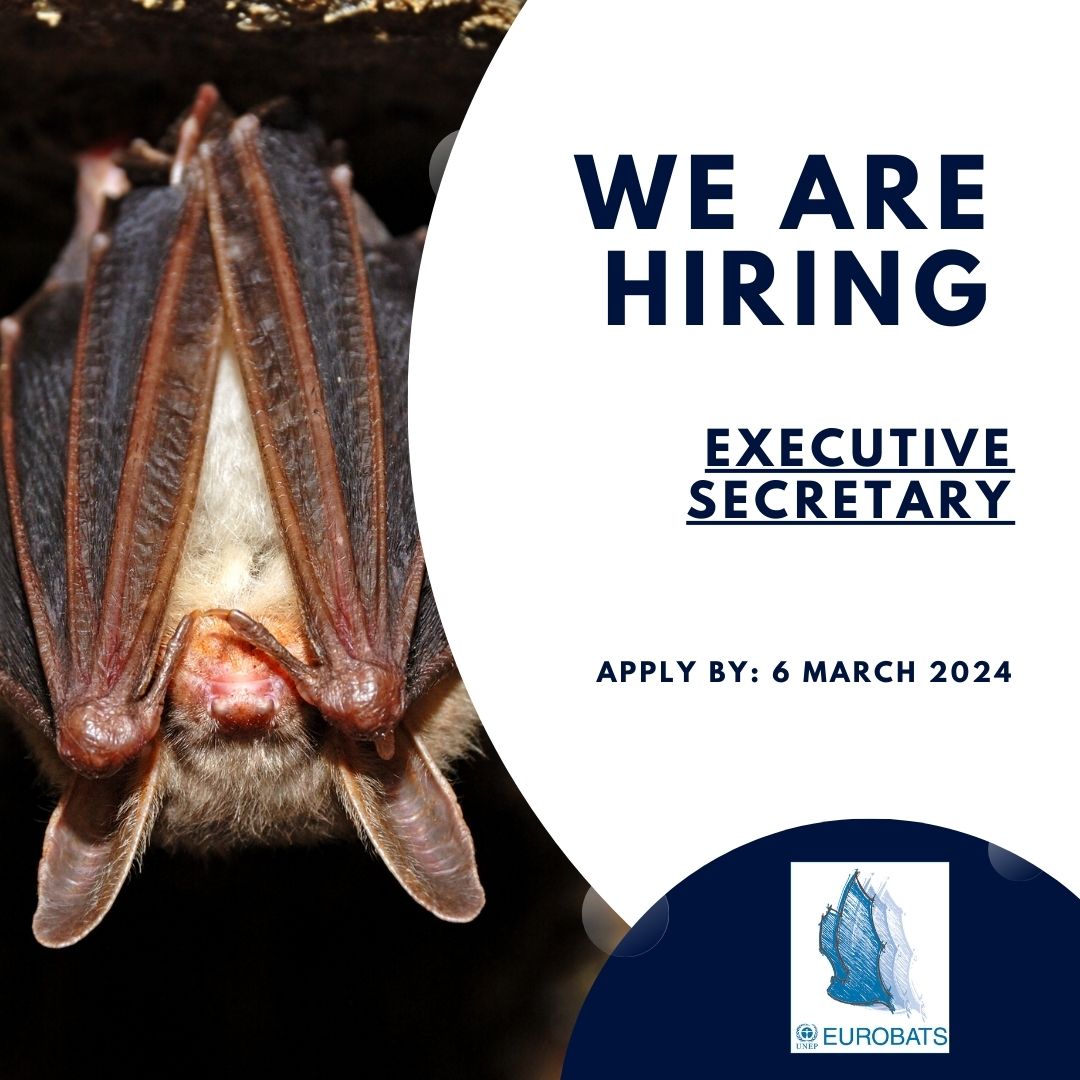 #JobOpening: Do you love bats? Have managerial skills?

Join & lead the EUROBATS Secretariat and contribute to species conservation from an international perspective!

#Applynow by 6 March 2024!

➡️inspira.un.org/psc/UNCAREERS/…