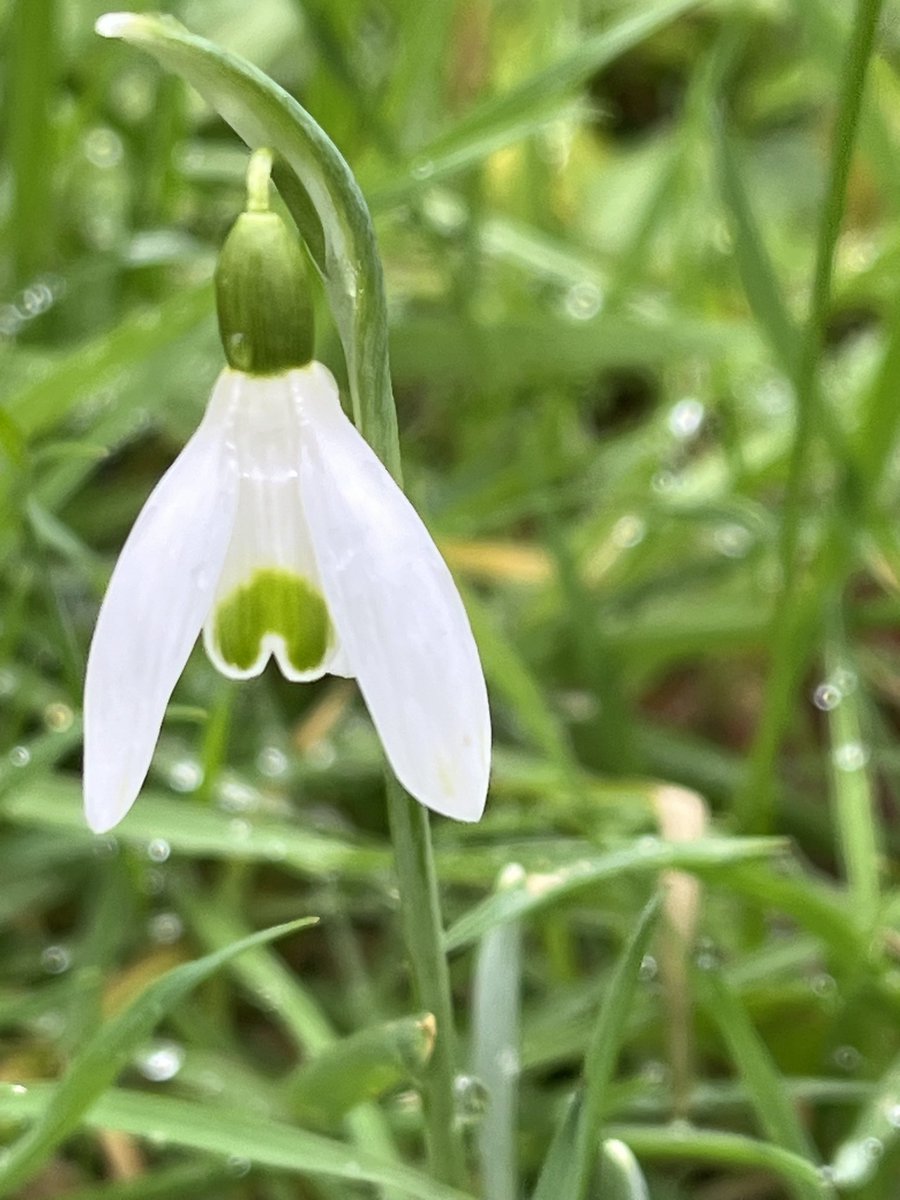 Not our strongest point but we are slowly building up our snowdrop numbers. From only two small clump to several “swathes” throughout the woodland garden now. Remember plant/divide when still “in the green”. @CwllGardenSoc #snowdrop #galanthus #snowdropseason #wintergarden