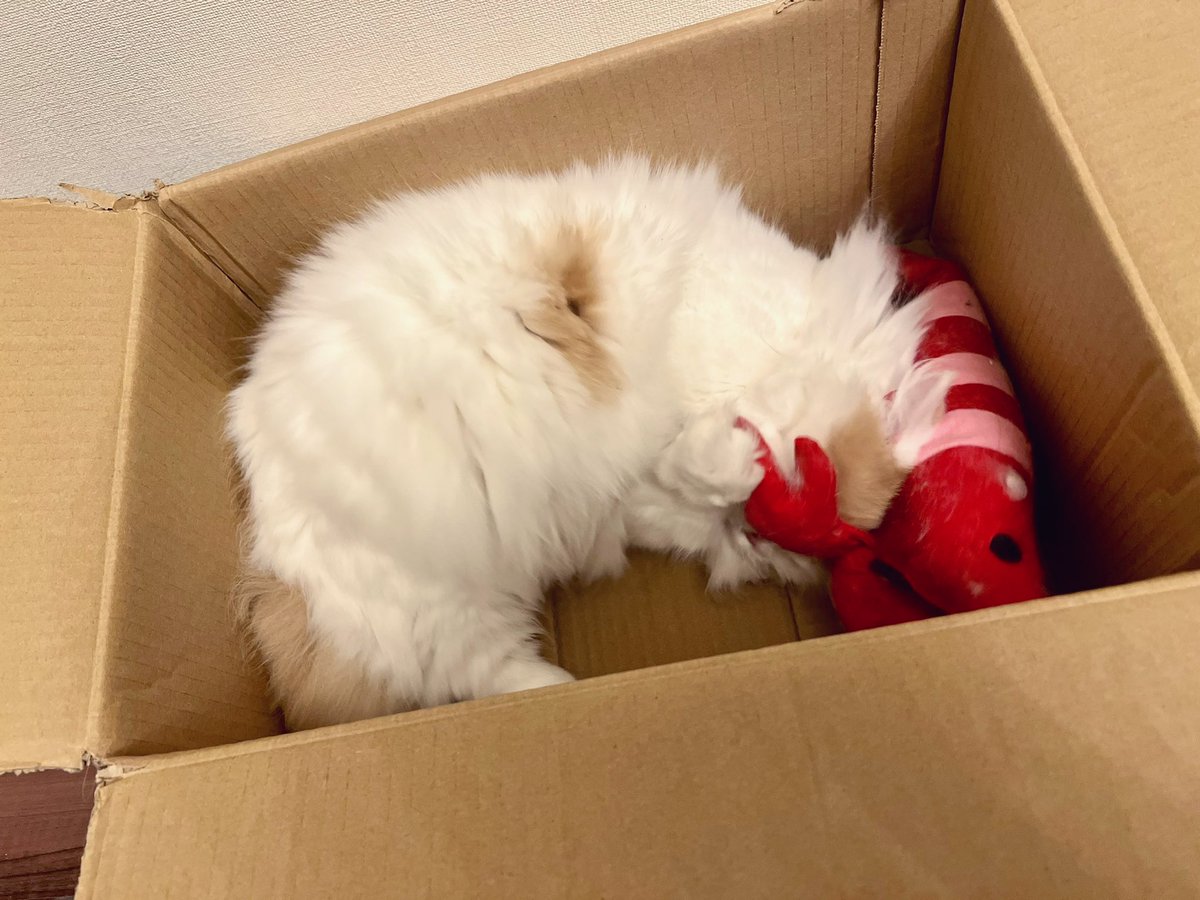 uni_mafumafu's tweet photo. エビもらって上機嫌な猫🦐 https://t.co/wAQ4mdQkfD