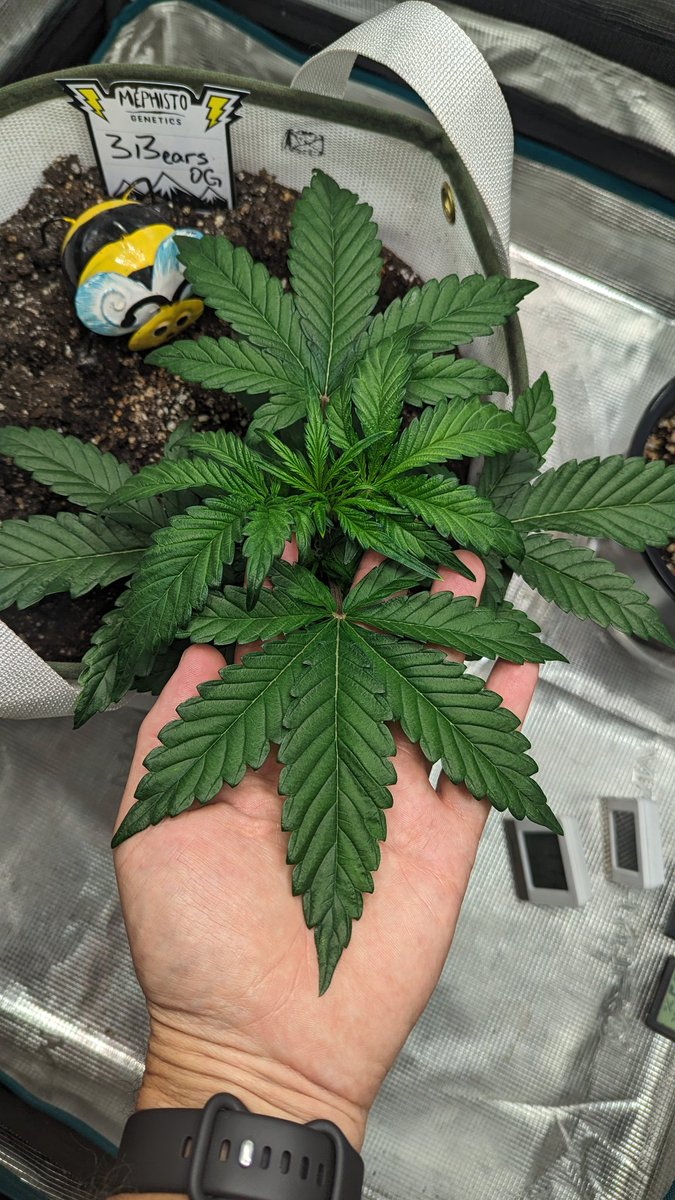 IGROWmids710's tweet photo. Good morning &amp; happy Thursday all you lovely human beings! My little squat 🐻🐻🐻 has some pretty BIG leaves😁💪😁  #WakeNBake #GWAH #growyourown #HomeGrown #3BearsOG #Day23 https://t.co/EQWg3Mm3r6