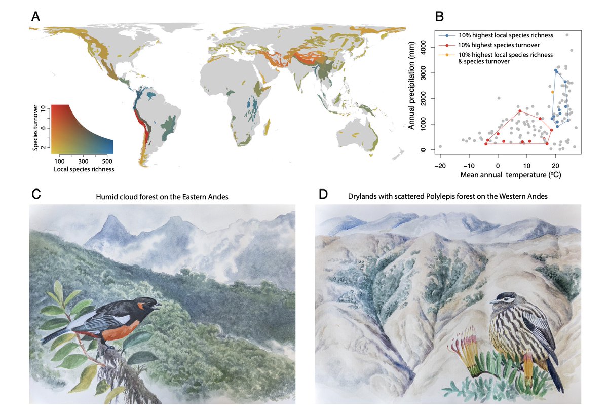 Getting closer to solving #Humboldt' Enigma - or why some mountain regions is the hottest of the hottest biodiversity hotspots in the world. We have a new paper out in PNAS @PNASNews J. Sonne, C. Rahbek, Idiosyncratic patterns of local species richness and turnover define