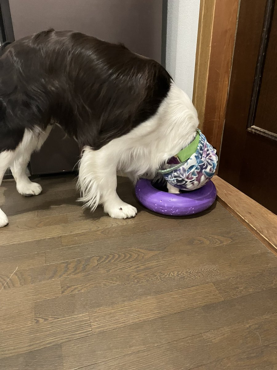 Gio_nomainichi's tweet photo. 特大💦
サイズ間違えました🥺
#犬のいる暮らし
#犬好きさんと繋がりたい
#イングリッシュスプリンガースパニエル
#EnglishSpringerSpaniel
#プラー https://t.co/W9zUtAXrcc