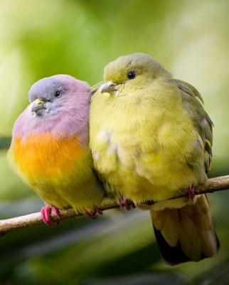 WeltResa's tweet photo. Warum plustern sich #Vögel auf?
Vögel sind echt Meister der Kommunikation und das Plustern ihrer Federn ist eine Art, ihre Botschaften zu vermitteln. Es gibt verschiedene Gründe, warum sie das tun. 
https://t.co/TtwCfj43xn 
#birds #bird https://t.co/Baa3zYRyC0