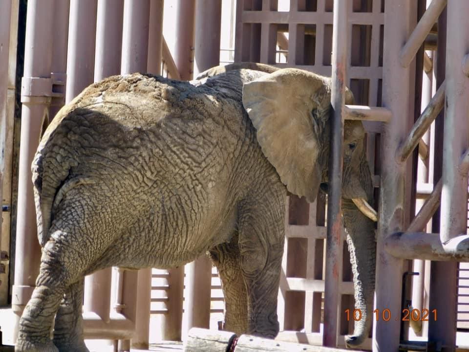 La LIBERTAD es un derecho  que pertenece a todos sin importar la ESPECIE.

Todos los animales humanos y no humanos tenemos los mismos derechos a la vida, a la existencia y a vivir en libertad.

#JusticiaParaEly 
#UnaEsperanzaParaEly
#TodosSomosEly