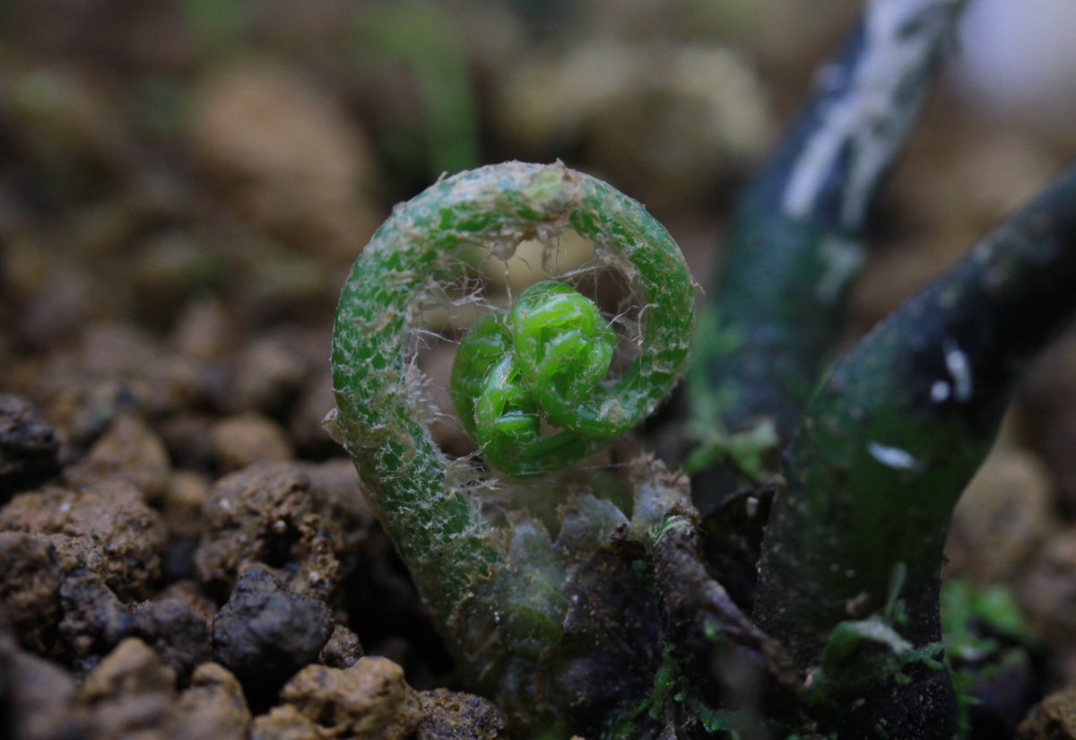 マレーシアのリュウビンタイモドキ