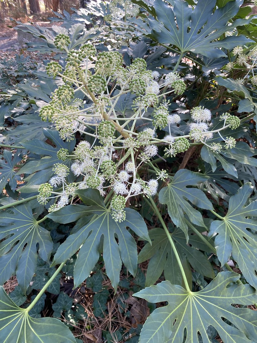 VBMGA's tweet photo. The Paper plant loves shade, and this one is now in bloom at #RedWingPark in #VirginiaBeach. It can grow up to 16’ tall and 6’ wide. To control size, prune in winter. #ShadeShrubs #GardeningX #MasterGardener https://t.co/zaUxJNrC68