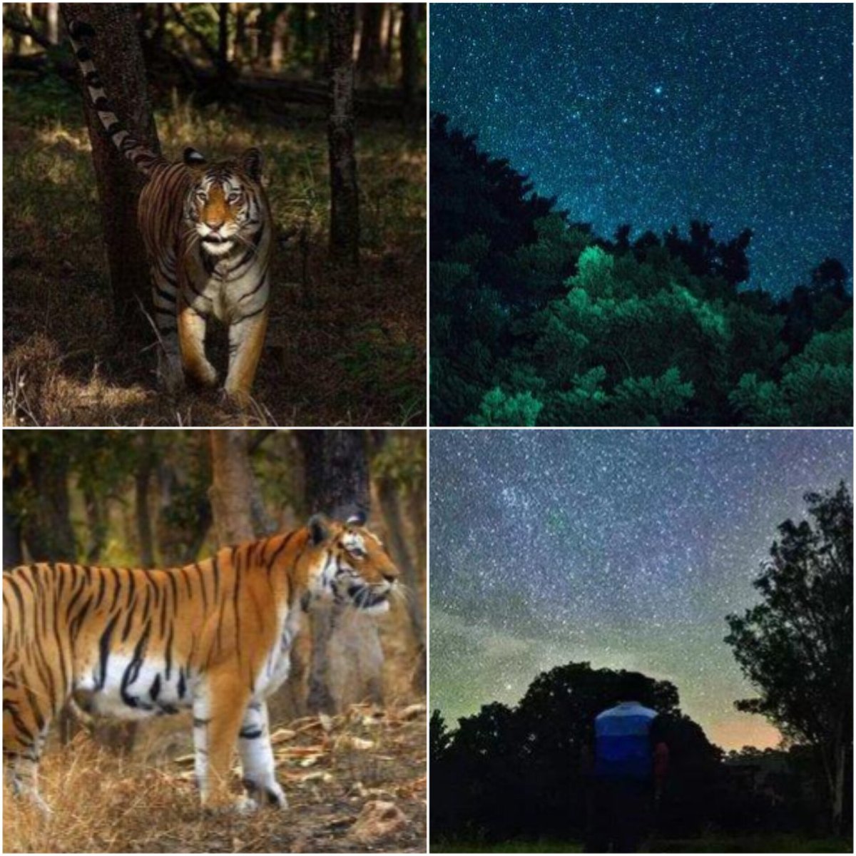 Pench Tiger Reserve named #India's first Dark Sky Park, tackling light pollution with practical measures. Commits to balance conservation and community well-being.

Read more on shorts91.com/category/india

#DarkSkyPark #PenchTigerReserve #LightPollution #TigerReserve