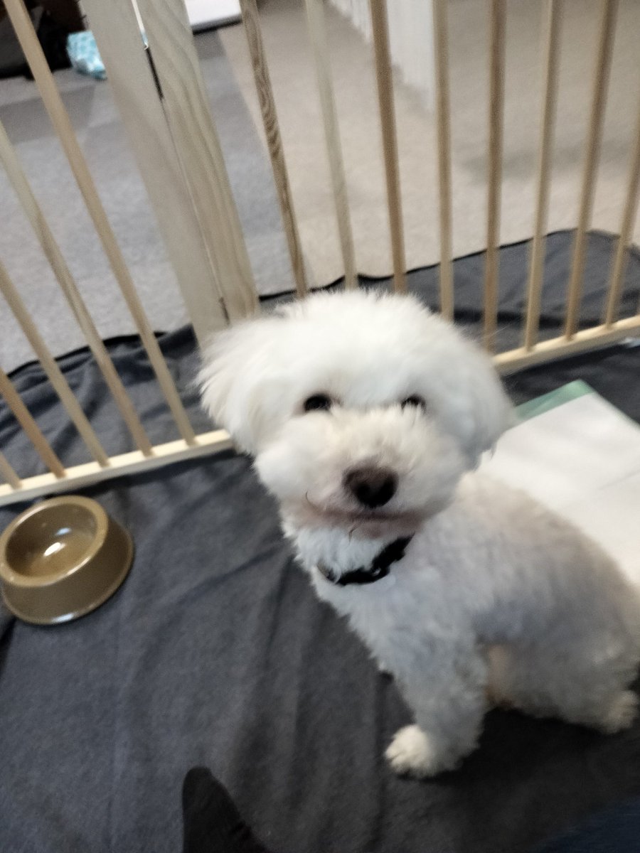 あけび先生⭐ tweet media