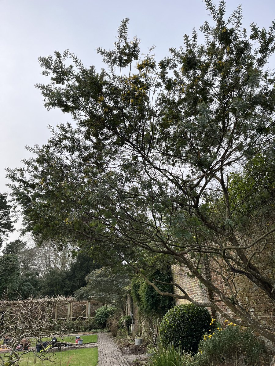 Morning with me on #mycommute is the little fluffyness of Acacia baileyana ‘Purpurea’ in our silent space. A “tender” small tree which is benefiting from the south facing red brick wall. @silentspaace @CwllGardenSoc #walledgarden