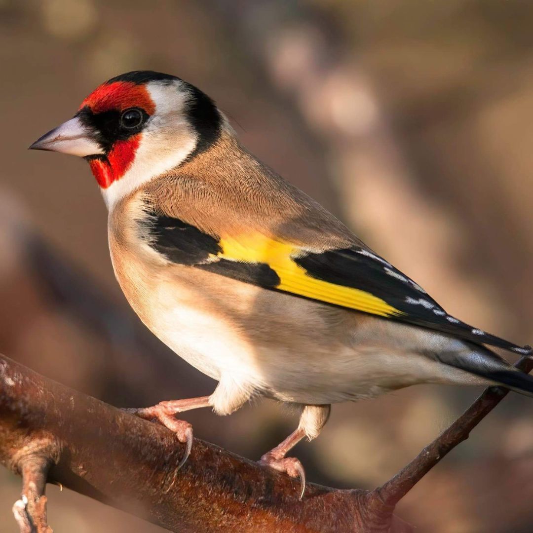 Meet the goldfinch! Victorian demand for them as caged birds led to extensive trapping, causing a significant population decline. <a href="/RSPB/">rspb</a> stepped in as one of their first priorities to halt this decline. Today, spotting these birds is a common delight! 🥰#BigGardenBirdwatch