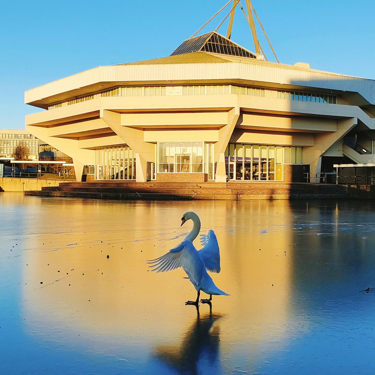 Did someone say Swan Lake on Ice? ❄️🌟❄️🌟❄️ In case you didn't know, we're a little bit famous for our wildfowl - you'll find them striking a pose all over campus 📸: Garry Hornby