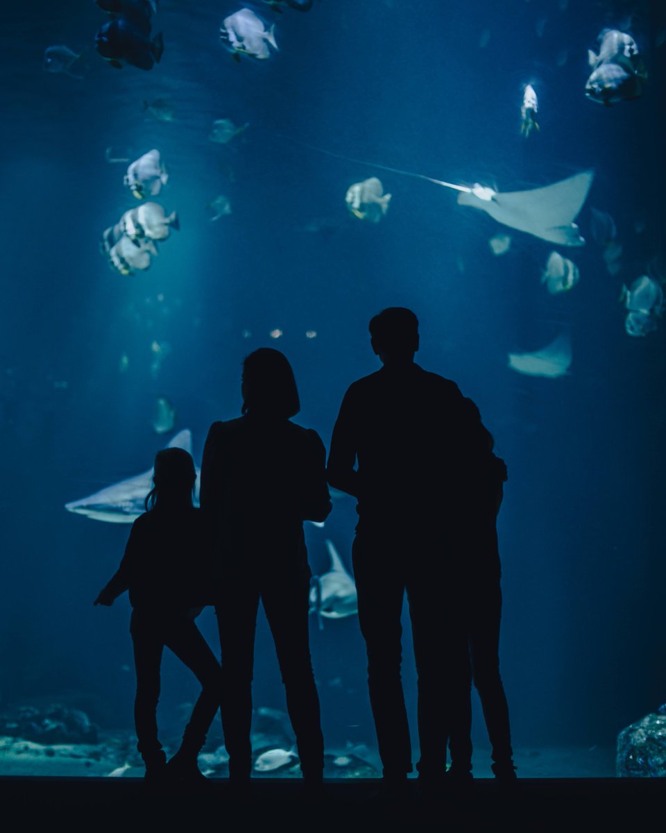 Réouverture de @PlaneteNAUSICAA le 27 janvier 🐟 Une expérience inoubliable à #BoulogneSurMer, dans le plus grand aquarium d’Europe avec 3 parcours de visite immersifs et ludiques ➡️ tinyurl.com/Nausicaa-Boulo…