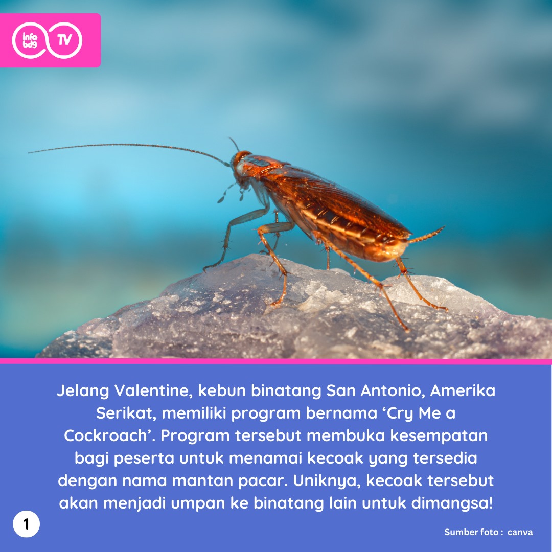 infobdgTV tweet media