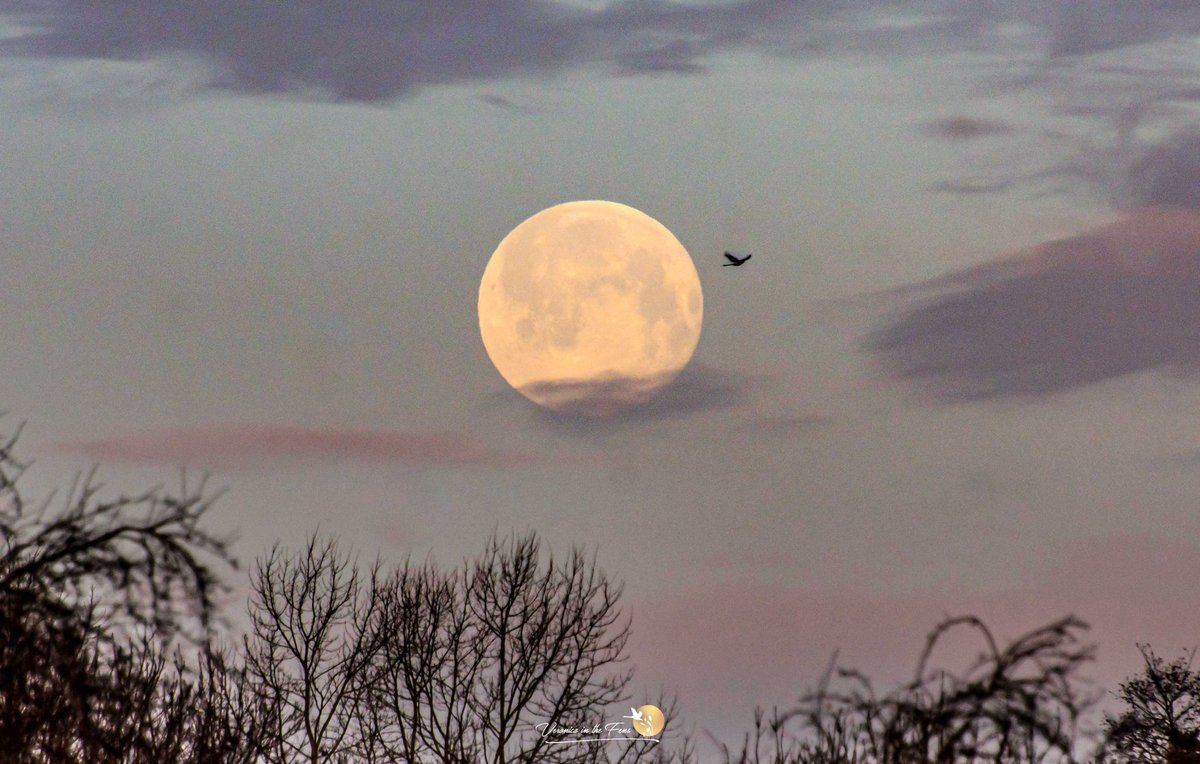 VeronicaJoPo's tweet image. Happy Thursday &amp;amp; Full Moon 🌝 
Rather overcast and rainy in Ely, so here are a few favourite photos of the January Wolf Full moon from 2021, 2022 and 2023 😃 
@Ely_Cathedral #FullMoon #WolfMoon #backintime