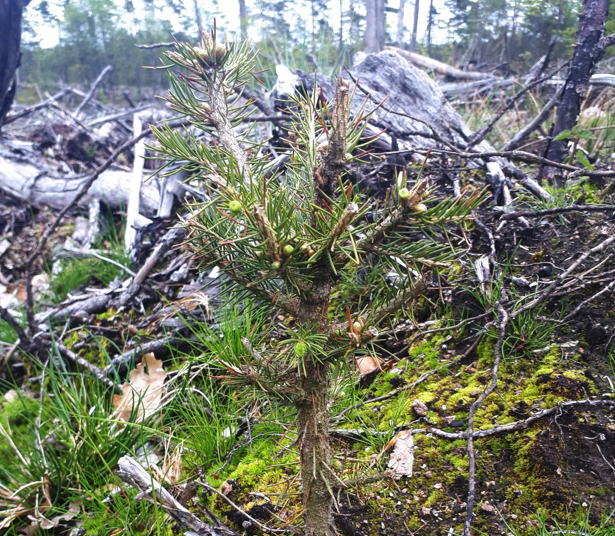 Elva procent av tallplantorna på Gotland har de senaste åren skadats av bete från rådjur. Det visar resultaten från en inventering som Skogsstyrelsen gjort under tre års tid. skogsstyrelsen.se/nyhetslista/me…