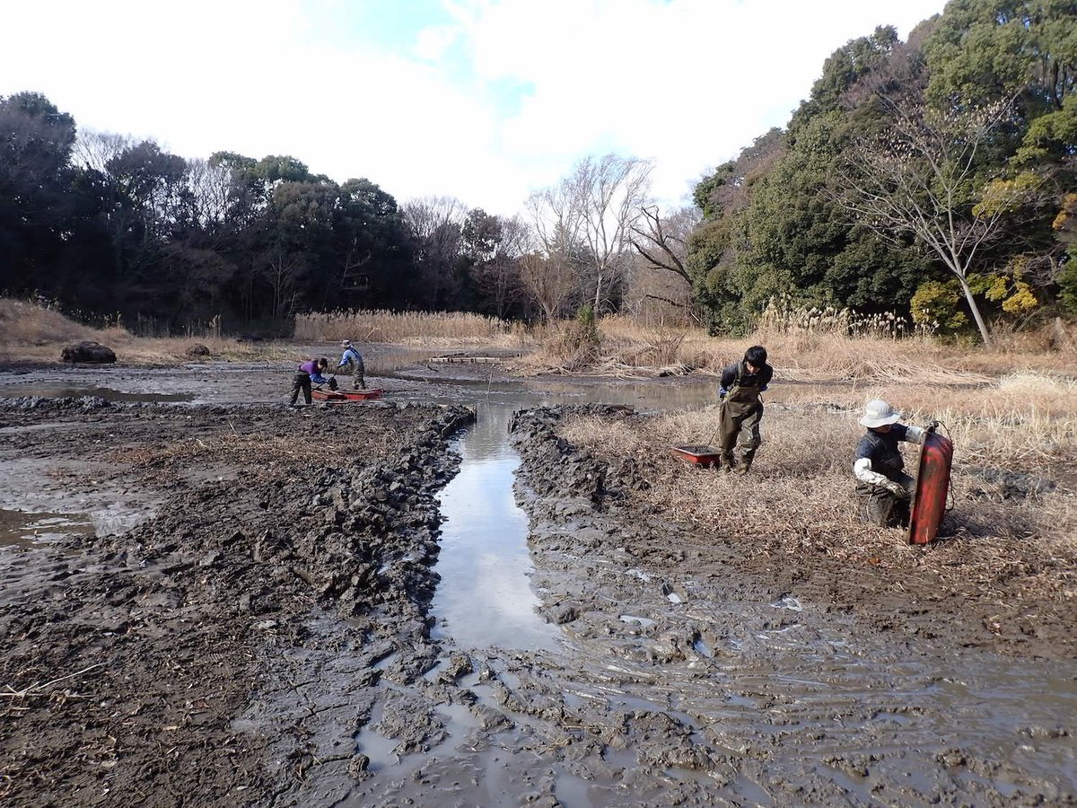 干し上げ中の池で、湛水前に最後の泥上げ作業。運び出した泥で岸辺に湿地を整備する。