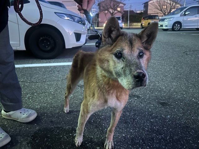 iWaFDUeWUTuqm9L's tweet photo. 迷子のワンちゃんが石川県輪島市門前町です保護です https://t.co/3SPZCJPqYr