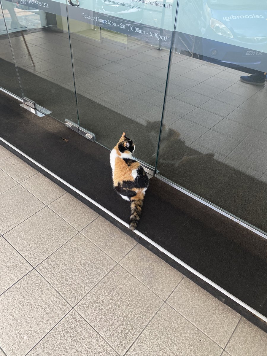 nounourskoo's tweet photo. siapa punya kucing niii😭 she’s too pretty to be a stray cat😭 very chonky, clean and polite😭 https://t.co/QTlBW8yUly
