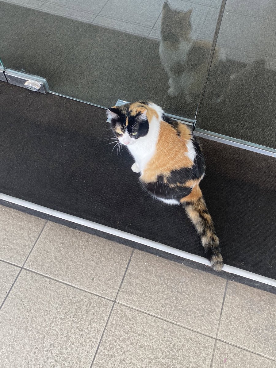 nounourskoo's tweet photo. siapa punya kucing niii😭 she’s too pretty to be a stray cat😭 very chonky, clean and polite😭 https://t.co/QTlBW8yUly