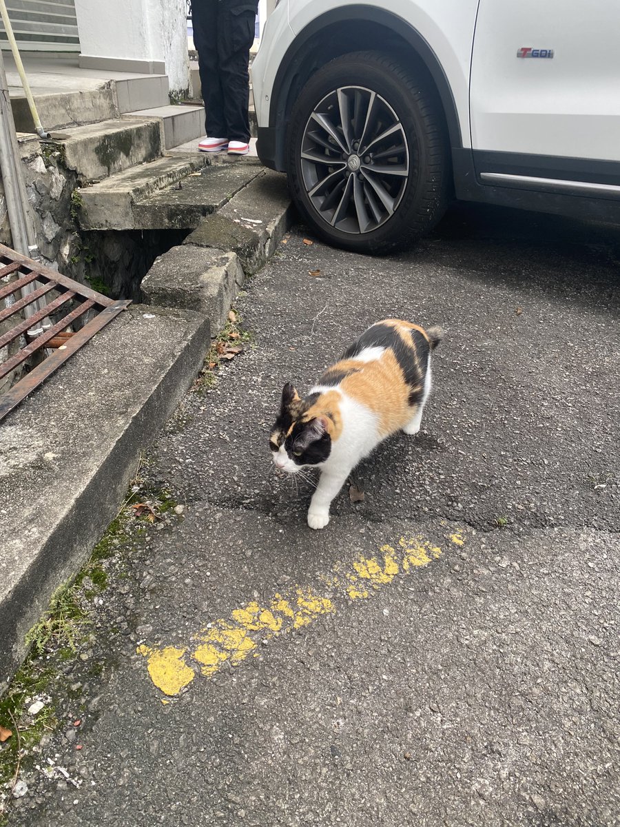 nounourskoo's tweet photo. siapa punya kucing niii😭 she’s too pretty to be a stray cat😭 very chonky, clean and polite😭 https://t.co/QTlBW8yUly