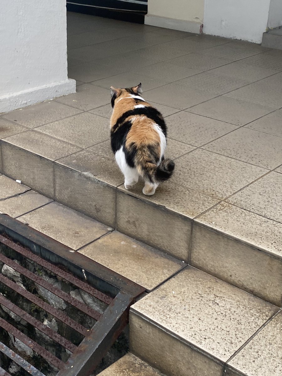 nounourskoo's tweet photo. siapa punya kucing niii😭 she’s too pretty to be a stray cat😭 very chonky, clean and polite😭 https://t.co/QTlBW8yUly