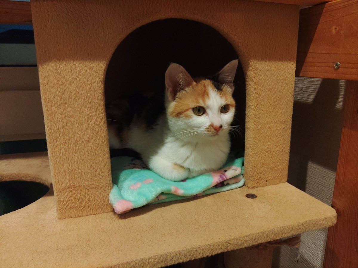 square_4mini's tweet image. 捕縛の兄弟……ではなく姉妹…全部メス(^_^;)

ガレージの子が１番カワイイかな？

少し前にはハチワレも存在していたが、事故に会い足を引き摺っていた証言が