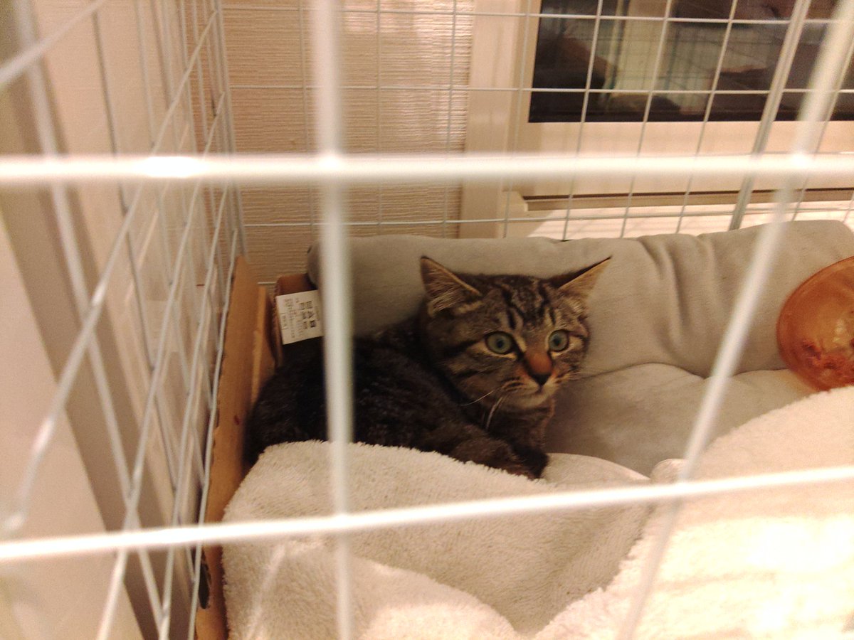 square_4mini's tweet image. 捕縛の兄弟……ではなく姉妹…全部メス(^_^;)

ガレージの子が１番カワイイかな？

少し前にはハチワレも存在していたが、事故に会い足を引き摺っていた証言が