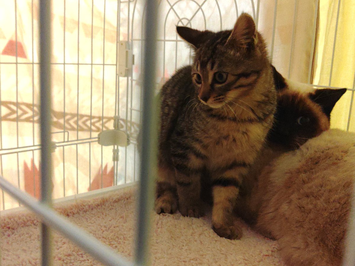 square_4mini's tweet image. 捕縛の兄弟……ではなく姉妹…全部メス(^_^;)

ガレージの子が１番カワイイかな？

少し前にはハチワレも存在していたが、事故に会い足を引き摺っていた証言が