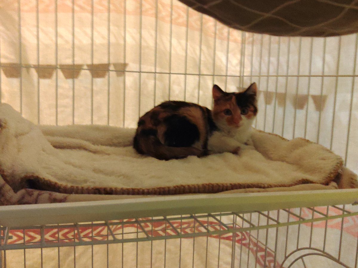 square_4mini's tweet image. 捕縛の兄弟……ではなく姉妹…全部メス(^_^;)

ガレージの子が１番カワイイかな？

少し前にはハチワレも存在していたが、事故に会い足を引き摺っていた証言が