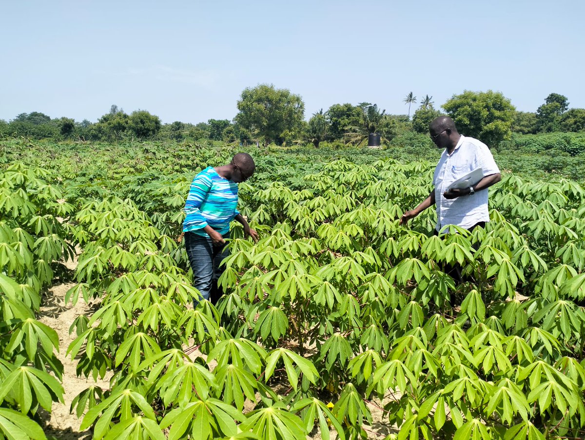 ManiocMorag's tweet photo. Three months in, the conditions at the Kenyan Coast are proving ideal for rapid cassava growth. Disease assessments underway. A step closer to sustainable cassava farming in #Kwale and #Kilifi counties! #Cassava  #SustainableDevelopment #Agriculture #ResilienceMatters https://t.co/cXg19xJKTo