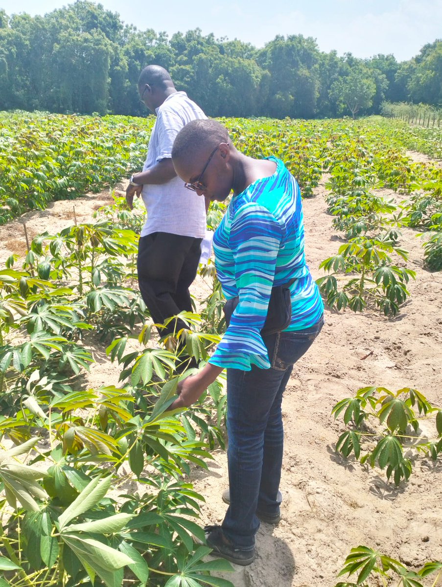 ManiocMorag's tweet photo. Three months in, the conditions at the Kenyan Coast are proving ideal for rapid cassava growth. Disease assessments underway. A step closer to sustainable cassava farming in #Kwale and #Kilifi counties! #Cassava  #SustainableDevelopment #Agriculture #ResilienceMatters https://t.co/cXg19xJKTo