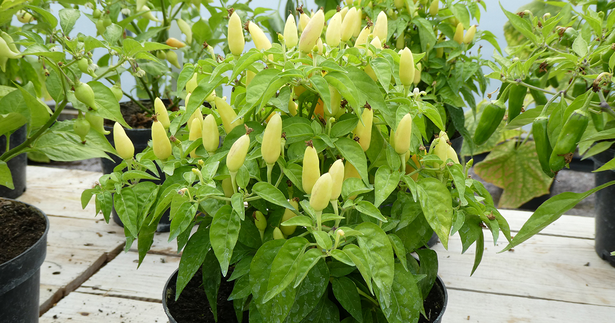 Ready, set, sow! Now is the time to start sowing chillis and sweet peppers indoors 🌶️🫑
Get them going this month and come spring they’ll provide you with small plants that are ready for potting on. 

#growyourown #chillis #peppers #sowseeds
