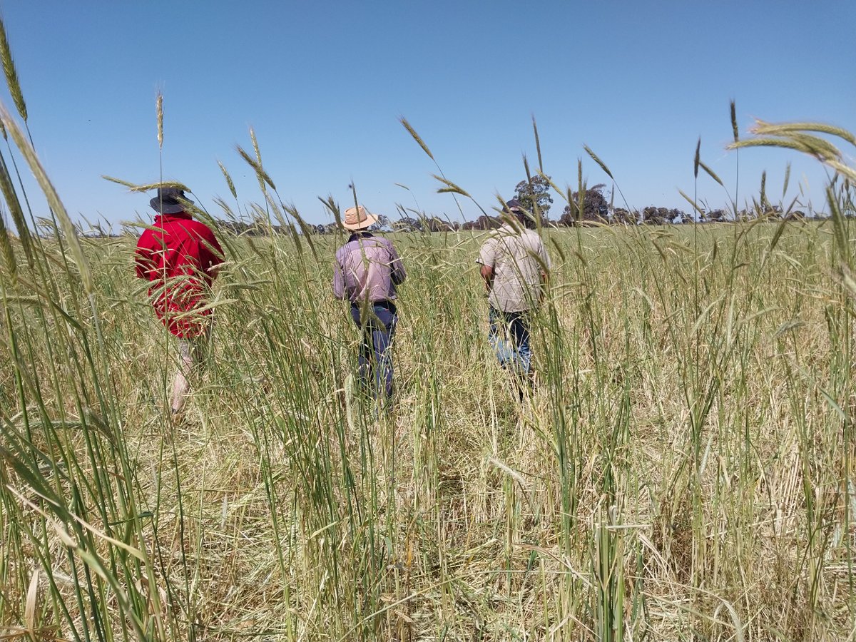 T90Program's tweet image. T90 Trainer, Dr Frankie Collett of Rochester Veterinary Practice, has been facilitating lamb producers in the Rochester region on successful weaning management.
#Towards90 towards90.com.au