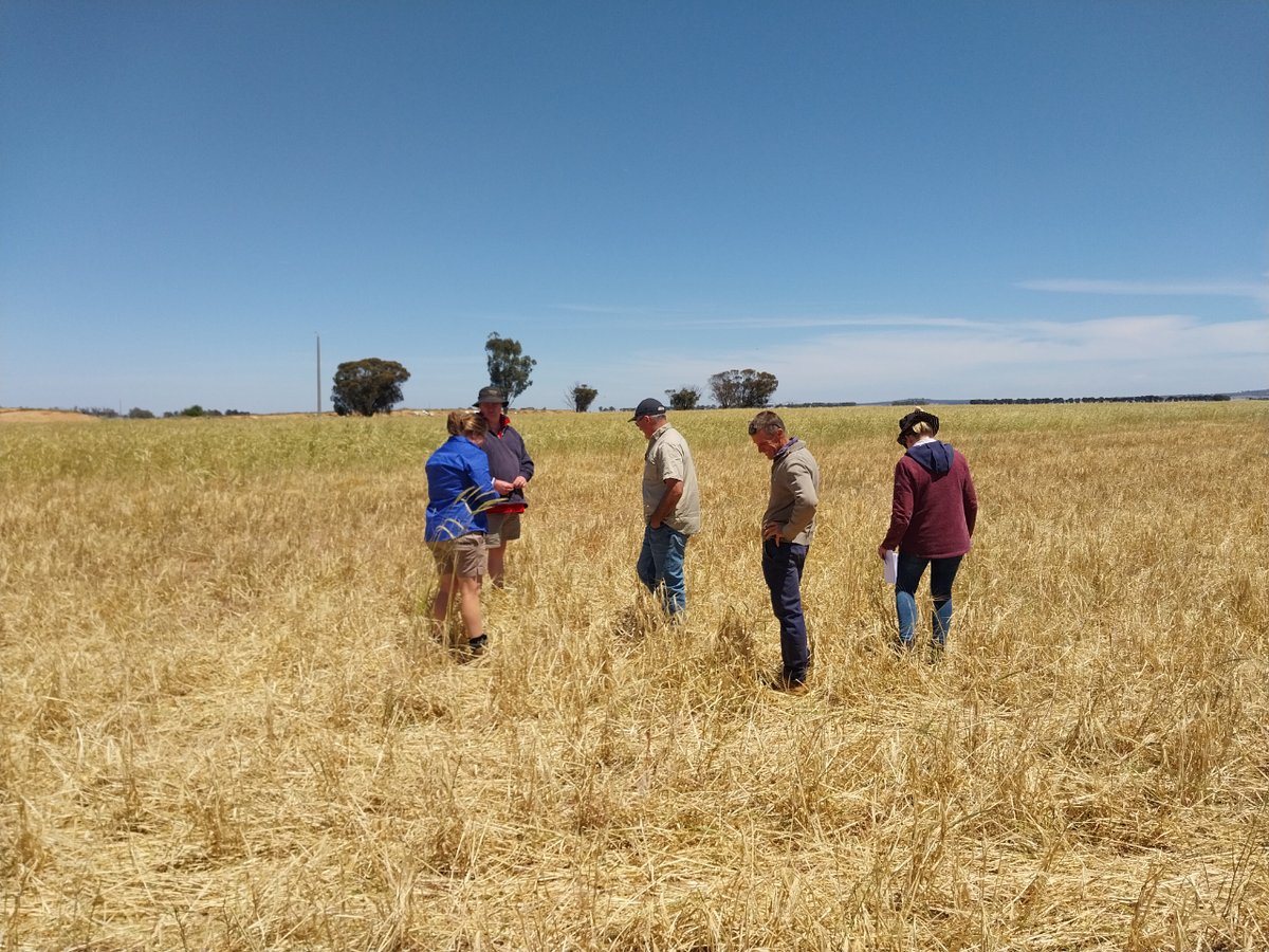 T90Program's tweet image. T90 Trainer, Dr Frankie Collett of Rochester Veterinary Practice, has been facilitating lamb producers in the Rochester region on successful weaning management.
#Towards90 towards90.com.au