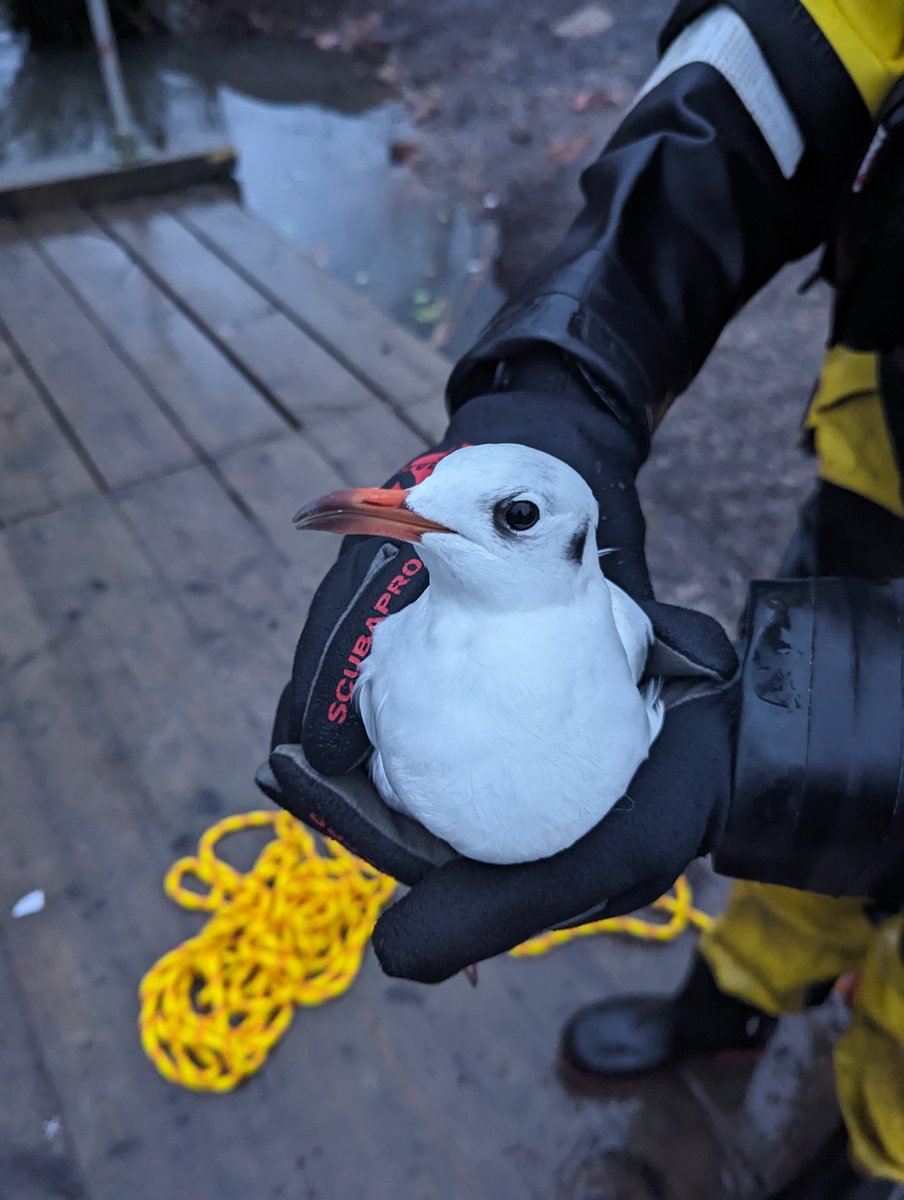 Insp Deb came to the rescue of this beautiful gull tangled with fishing line in water in #manchester, he had a night R&R with our AROs Steve and Sonia and then was released the next day! Check the comments for the release video! @RSPCA_official (72)