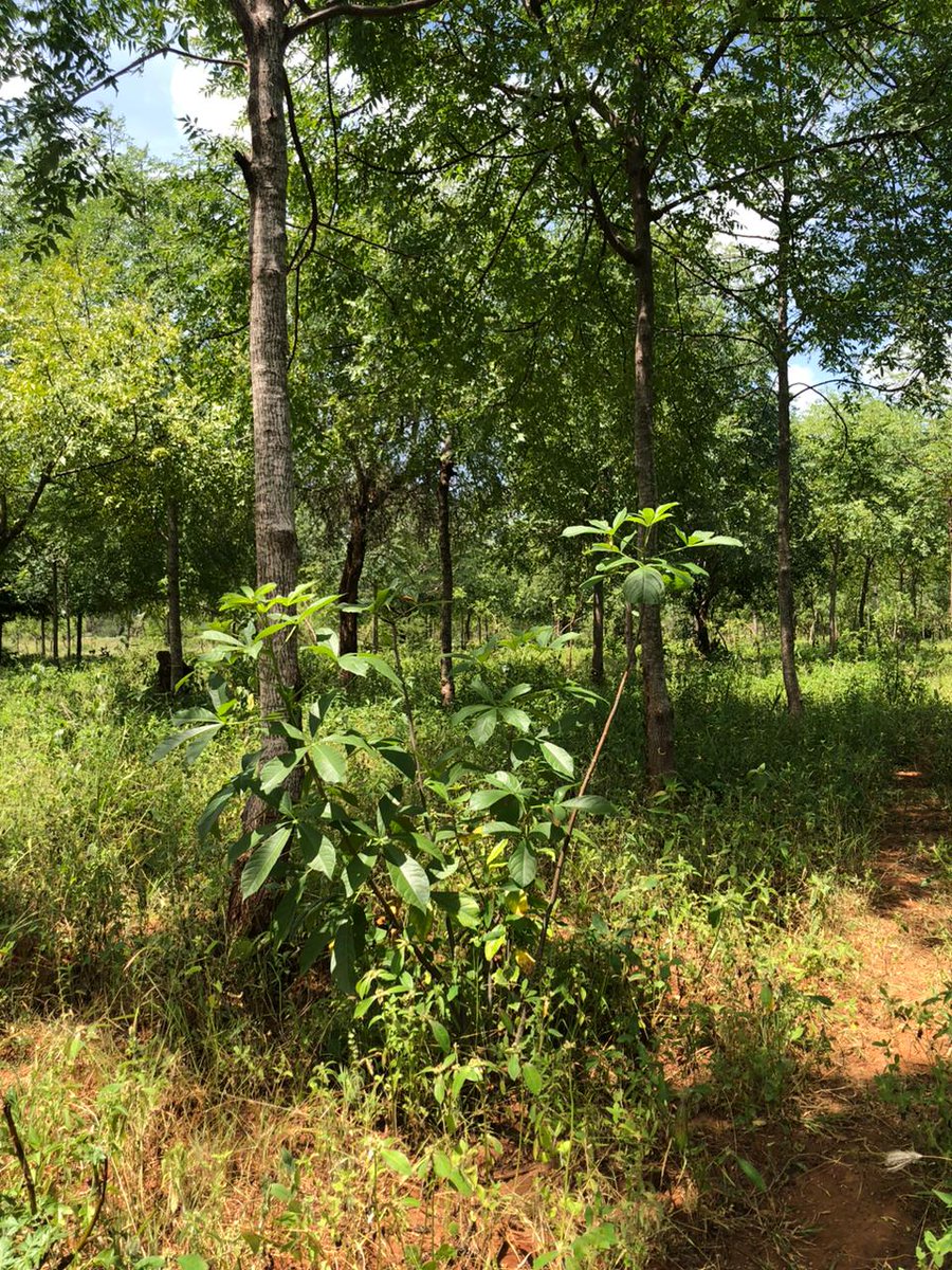 Africa Wood Grow tweet media