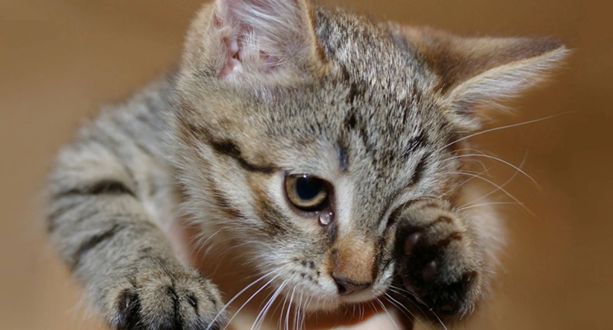 Thirty__Three's tweet image. опять не дали премию…